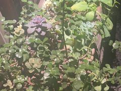 -都氏家DUSJOY(翡翠城店)