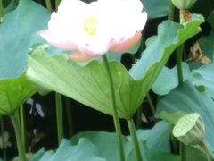 -荷塘月色湿地公园·向阳花洲