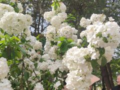 -铁山坪森林公园