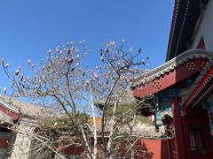 -天津大悲禅院