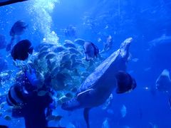 -左海海底世界