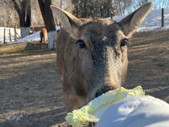 -北京野生动物园