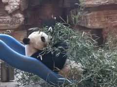 -石家庄市动物园