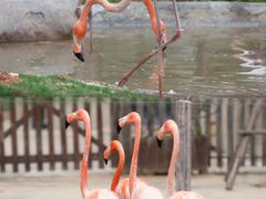 -灵玲国际马戏城