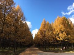 -塞罕坝国家级自然保护区