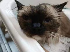 -PETKIT小佩宠物·低压洗护(国顺东路店)