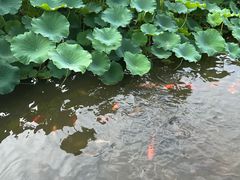 -龙头寺公园