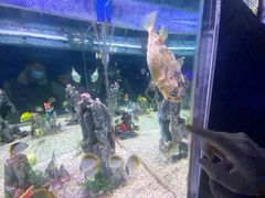 -烟台海昌鲸鲨海洋公园