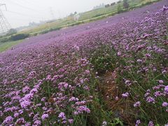 -紫颐香薰山谷景区