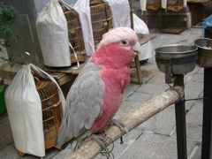 -园圃街雀鸟花园