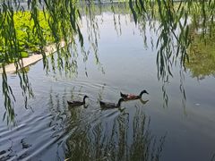 -莲花池公园