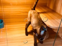 -猫十亿·布偶金渐层·曼基康矮脚猫舍(青年路店)