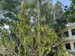 -中国科学院西双版纳热带植物园