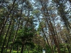 -帽儿山国家森林公园