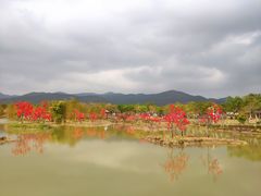 -天适樱花悠乐园