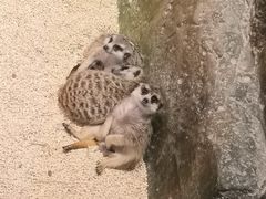-Mr·Kuma酷么先生雪之乐园