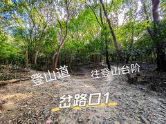 -紫金山山顶公园