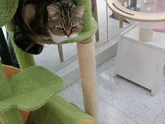 -喵园·猫主题咖啡厅·撸猫·猫咖(国贸店)