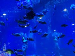 -石家庄海洋公园