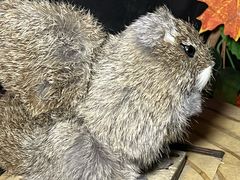 -明日世界密室轰趴·剧本桌游·箭馆团建(国贸店)
