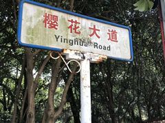 -武汉大学-樱园