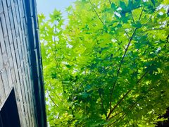 -VOYAGE COFFEE(杨梅竹店)