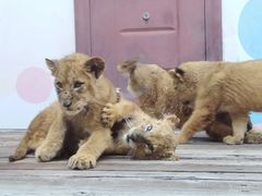 -大连森林动物园