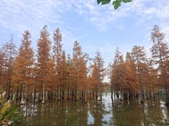 -白鹭湾湿地公园