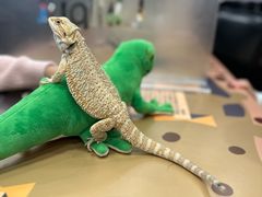 -FAIRYLAND龙族星球主题餐厅(凯丹广场店)