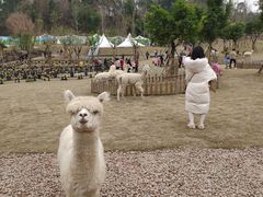 -黄龙溪欢乐田园