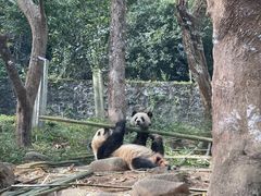-都江堰中华大熊猫苑