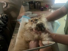 -爱侣·安琦尔宠物医院·中兽医针灸·心内科·狂犬免疫点(宝山区院)