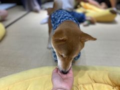 -逗柴咖啡屋·狗咖猫咖宠物桌游