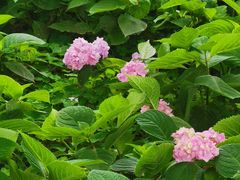 -金银湖国家城市湿地公园