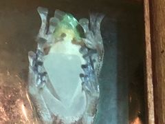 -上海大自然野生昆虫馆(东方明珠·爬宠昆虫探索中心)