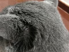 -千城康桥宠物医院·猫科·骨科·心脏