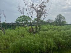 -两河城市森林公园