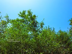 -招虎山国家森林公园-售票处