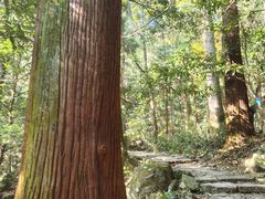 -天目山大树王景区