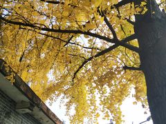 -四川大学(华西校区)