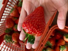 -胜丰草莓采摘园