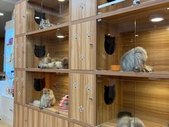 -猫十亿·布偶金渐层·曼基康矮脚猫舍(青年路店)