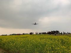 -空港花田景区