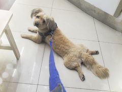 -爱侣宠医·鹦鹉专科·小型哺乳类·异宠专科(灵石路店)