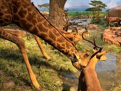 -国家自然博物馆