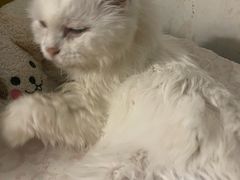 -北京观赏动物医院·24小时大型综合·猫专科·异宠专科