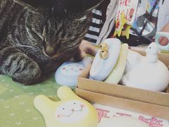 -猫的天空之城概念书店(西塘古镇店)