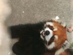 -合肥野生动物园