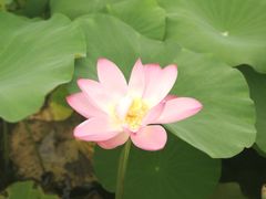 -灵山莲花公园-温泉度假区