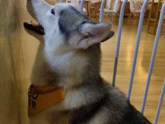 -Husky Go! 哈士奇体验馆·宠物咖啡厅狗咖